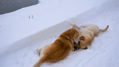 Two Big Dogs Play Lying On The Snow In Winter Video stock 92067564