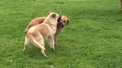 Two big dogs playing 2 Stock Footage 24808414