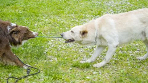 Two big dogs pulling each other the string on their mouth Foto stock