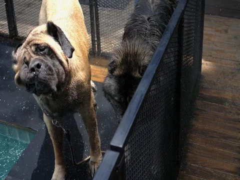Two Big Dogs Shaking By The Swimming Pool Stock Footage