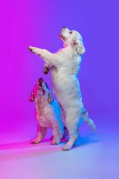 Two big dogs, white Clumber playing isolated over gradient pink blue studio Stock Photos