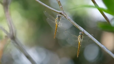 Two big dragonfly on a branch Video stock 134178520