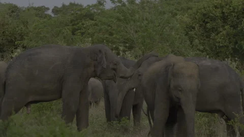 Two big elephants are fighting again Stock Footage 294604187