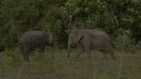 Two big elephants are fighting. Stock Footage 294604444