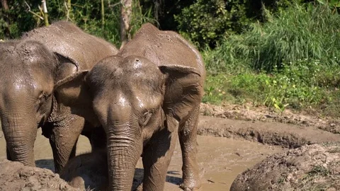 Two big  elephants bathing in a mud. Stock Footage 105493068