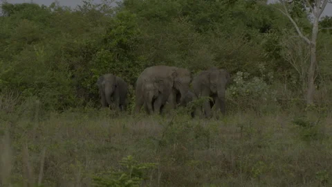 Two big elephants fighting again1 Stock Footage 293471287