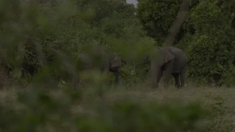 Two big elephants fighting again10 Stock Footage 293504246