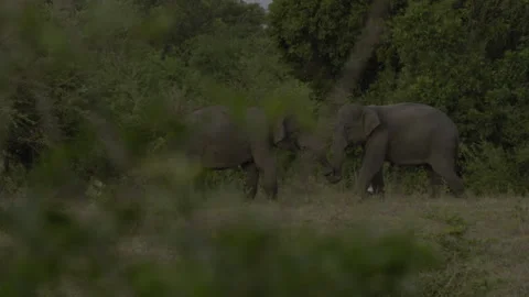 Two big elephants fighting again11 Stock Footage 293505576