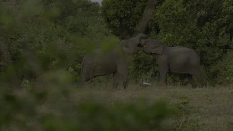 Two big elephants fighting again12 Stock Footage 293507637