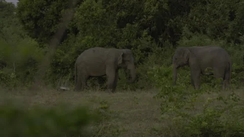 Two big elephants fighting again13 Stock Footage 293507554