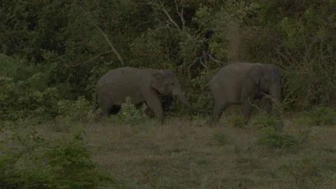 Two big elephants fighting again14 Stock Footage 293512775