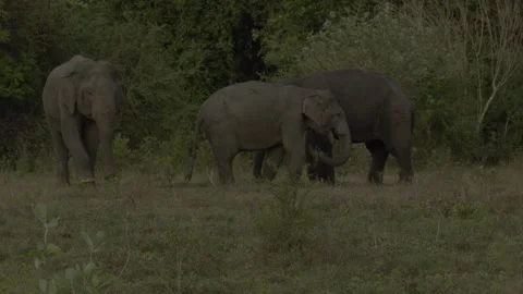 Two big elephants fighting again15 Stock Footage 293512797