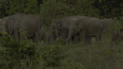 Two big elephants fighting again16 Stock Footage 293512315