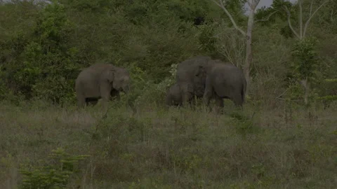 Two big elephants fighting again2 Stock Footage 293472681