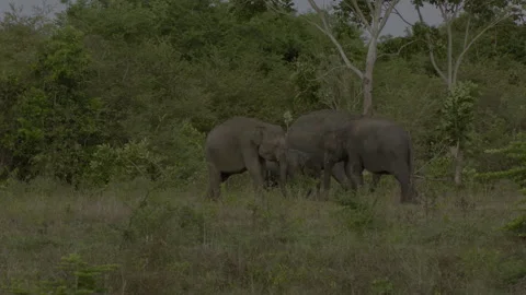 Two big elephants fighting again3 Stock Footage 293481531