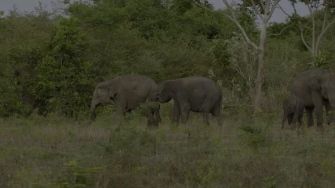 Two big elephants fighting again4 Stock Footage 293481862