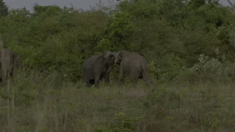 Two big elephants fighting again5 Stock Footage 293480591