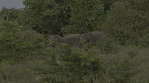 Two big elephants fighting again7 Stock Footage 293479177