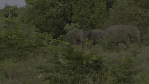 Two big elephants fighting again8 Stock Footage 293503560