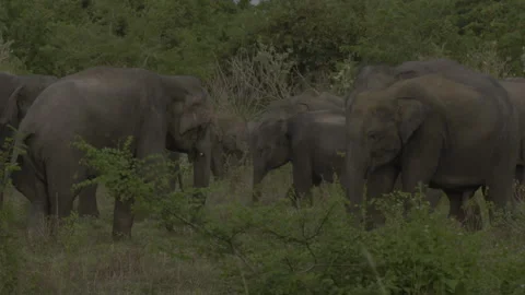 Two big elephants fighting again9 Stock Footage 293504156