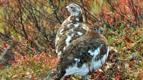 Two big fat partridges are hiding under bushes in the autumn wood. Stock Footage