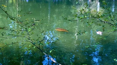 Two big fish in a pond. 4k. Stock Footage 152604998