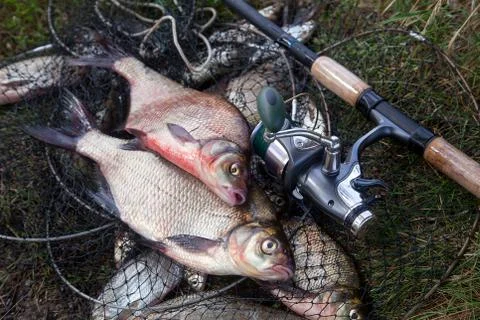 Two big freshwater common bream fish and fishing rod with reel on landing net Stock Photos