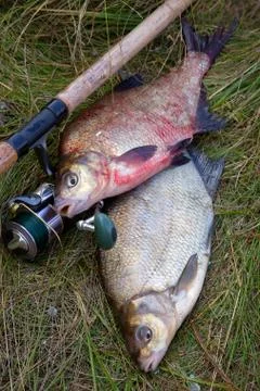 Two big freshwater common bream fish and fishing rod with reel on natural bac Stock Photos