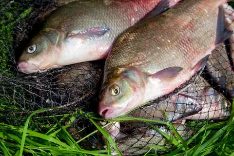 Two big freshwater common bream fish on natural background.. Stock Photos