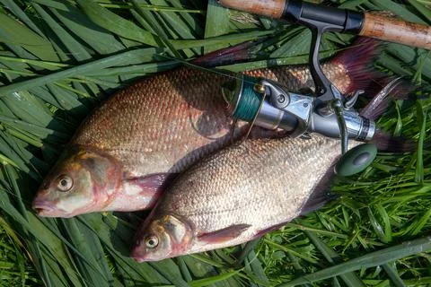 Two big freshwater common bream fish and fishing rod with reel on green reed. Stock Photos