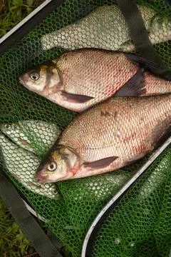Two big freshwater common bream fish on green fishing net.. Stock Photos
