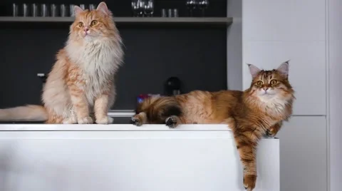 Two big ginger cats on the kitchen table. They are looking at something. Stock Footage 62017268