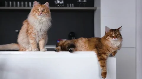Two big ginger cats on the kitchen table. They are looking at something. Video stock 62017331