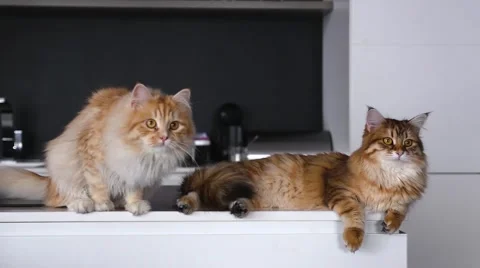Two big ginger cats on the kitchen table. They are looking at something. Video stock 62019790