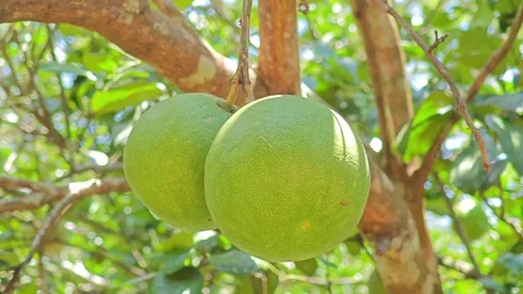 Two big green pomelos hanging on a branch of a pomelo tree in the garden. Stock Footage 340720599