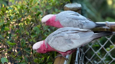 Two big grey body and pink neck parrots feeding leaf from bush. Katandra Treetop Video stock 60003416