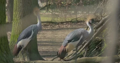 Two Big Herons Wander Between a High Tree Stock Footage 61902631