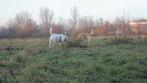 Two big Labradors red and white are played on the grass in the field. Video stock 107021042