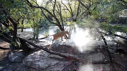 Two big lions are playing with other and fighting Stock Footage 129040529