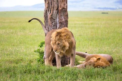 Two big lions show their emotions to each other in the savanna of Kenya Stock Photos