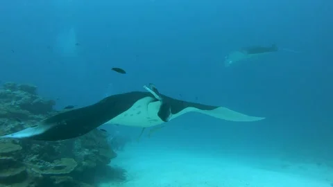Two big Manta rays over the cleaning station, Maldives Stock Footage 166259210