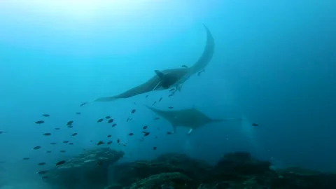 Two big Manta rays swimming over the cleaning station, Maldives. Stock Footage 149126749