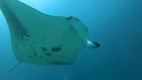 Two big Manta rays swimming, close-up shot, Maldives. Stock Footage 166258863