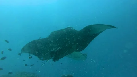 Two big Manta rays swimming and flighting, Maldives. Vídeos de archivo 166259032