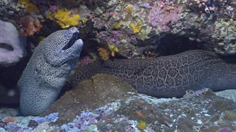 Two big moray eels, Raja Ampat, Indonesia Video stock 296656100
