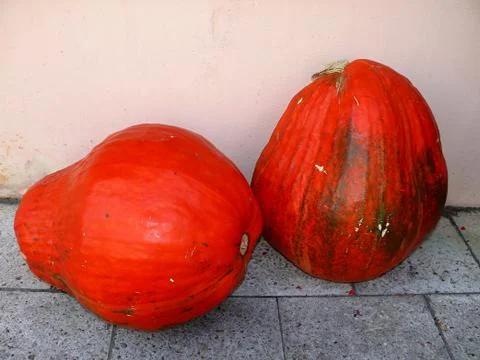 Two big orange pumpkins  Stock Photos
