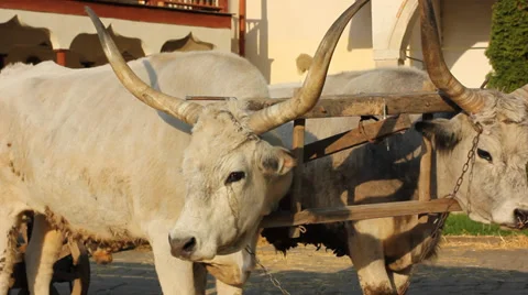 Two big oxen Video stock 39935533