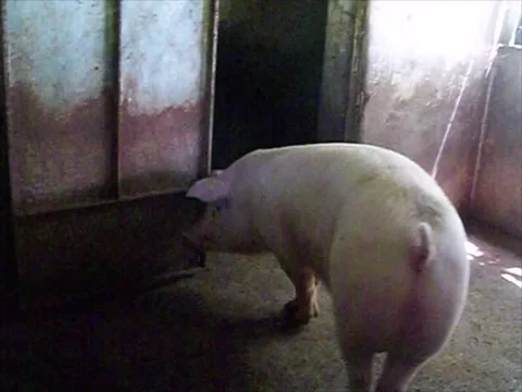 Two big pigs Stock Footage 134978159