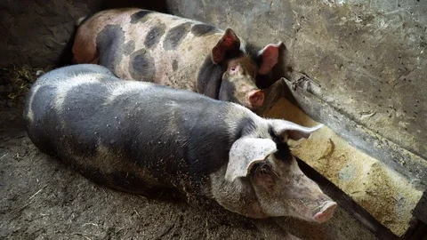 Two big pigs lying in the pigsty on the floor, the pigs are sleeping, rest, one Stock-Footage 96006911