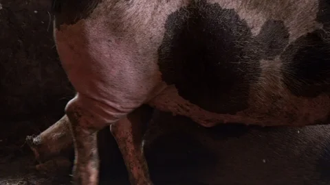 Two big pigs in a pigsty, one pig walks near a lying pig Stock Footage 93904852